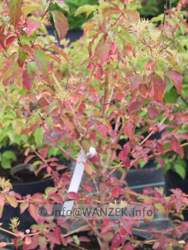 Cornus alba Winter Beauty - Austrieb unscharf.jpg